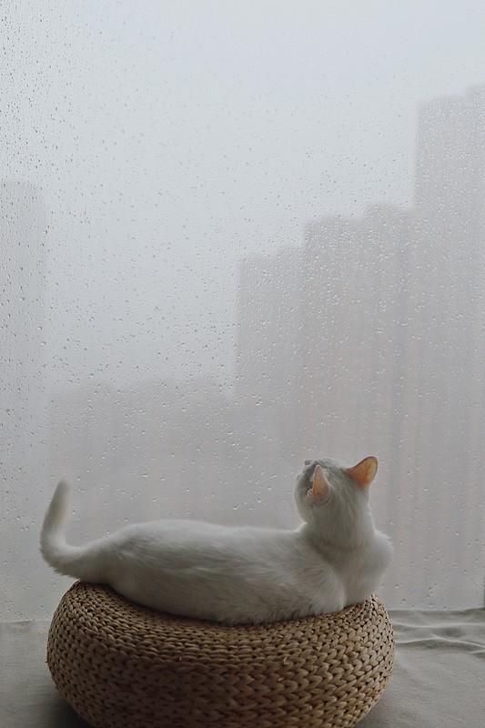 前几天连着下了快一周的雨，楼下的积水坑都能养出小浮萍，晾在阳台的袜子换了三双还没