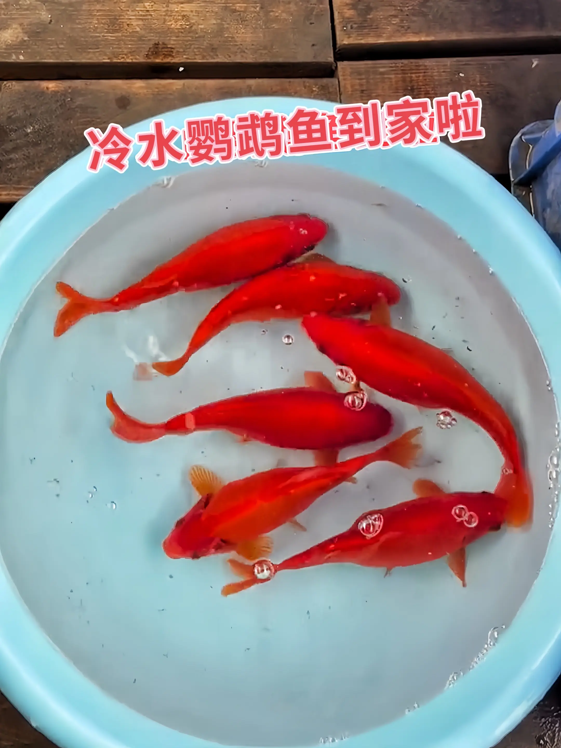 1. 新手养鱼无忧之选：告别复杂加热设备！冷水鹦鹉鱼无需恒温加热棒，皮...