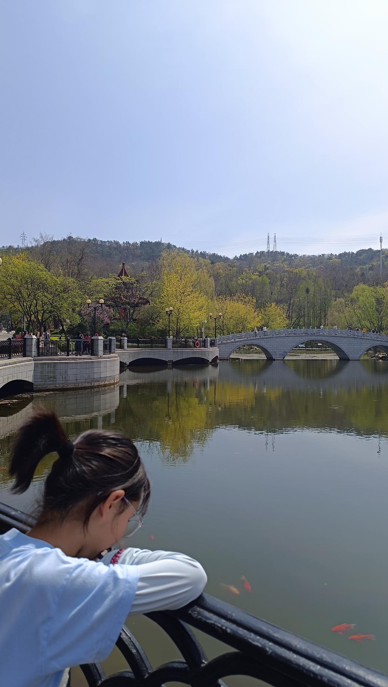 不同于儿童公园的新鱼苗，植物园的鱼大小刚刚好，没人喂的时候还行，不然密集恐惧症都