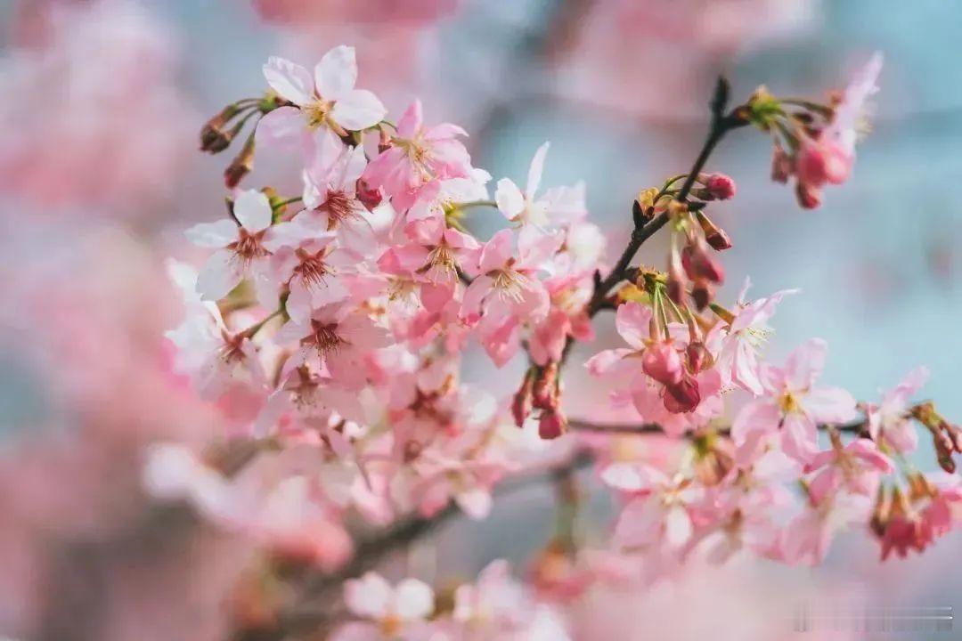 【春日浪漫之赏花】要说春天什么最浪漫，那必定是各式各样次第盛放的鲜花，粉的、紫的