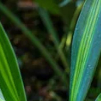 ‎种植 🎋百合竹的种植方法和注意事项：1. 选择合适的种植地点：百合竹喜欢阳光