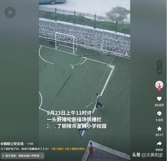 5月23日，野猪咬断操场栅栏冲进小学校园，就在师生惊慌失措的时候，60岁保安跑了