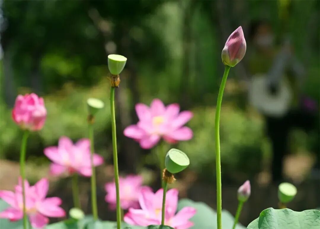 弘一法师说：“父亲先离开，和母亲先离开是不一样的。”  父亲是山，母亲是海。 山