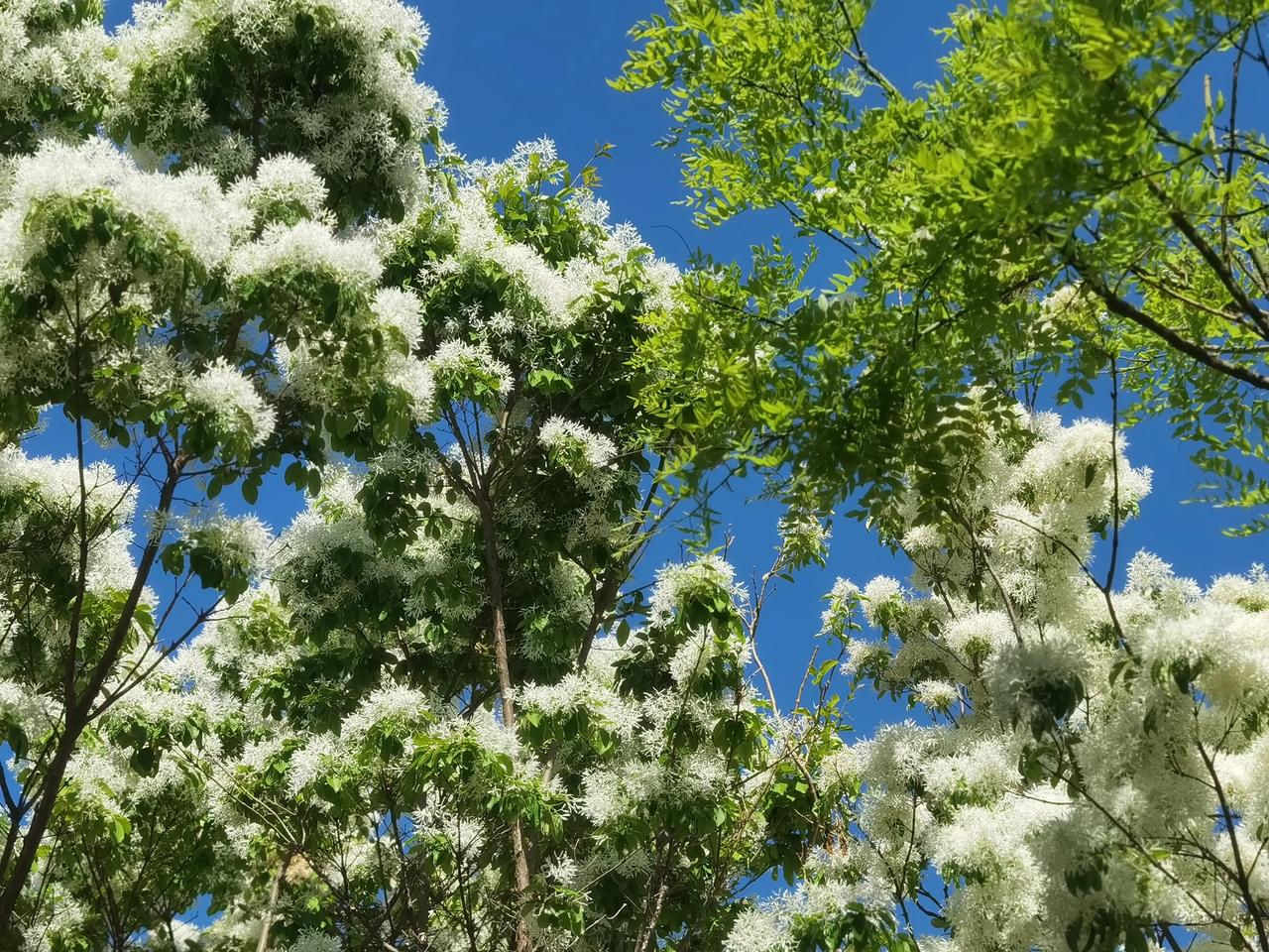 昨天和一个朋友聊天，我说我五一期间复阳在家，身体难受了两天，而且症状比第一次严重