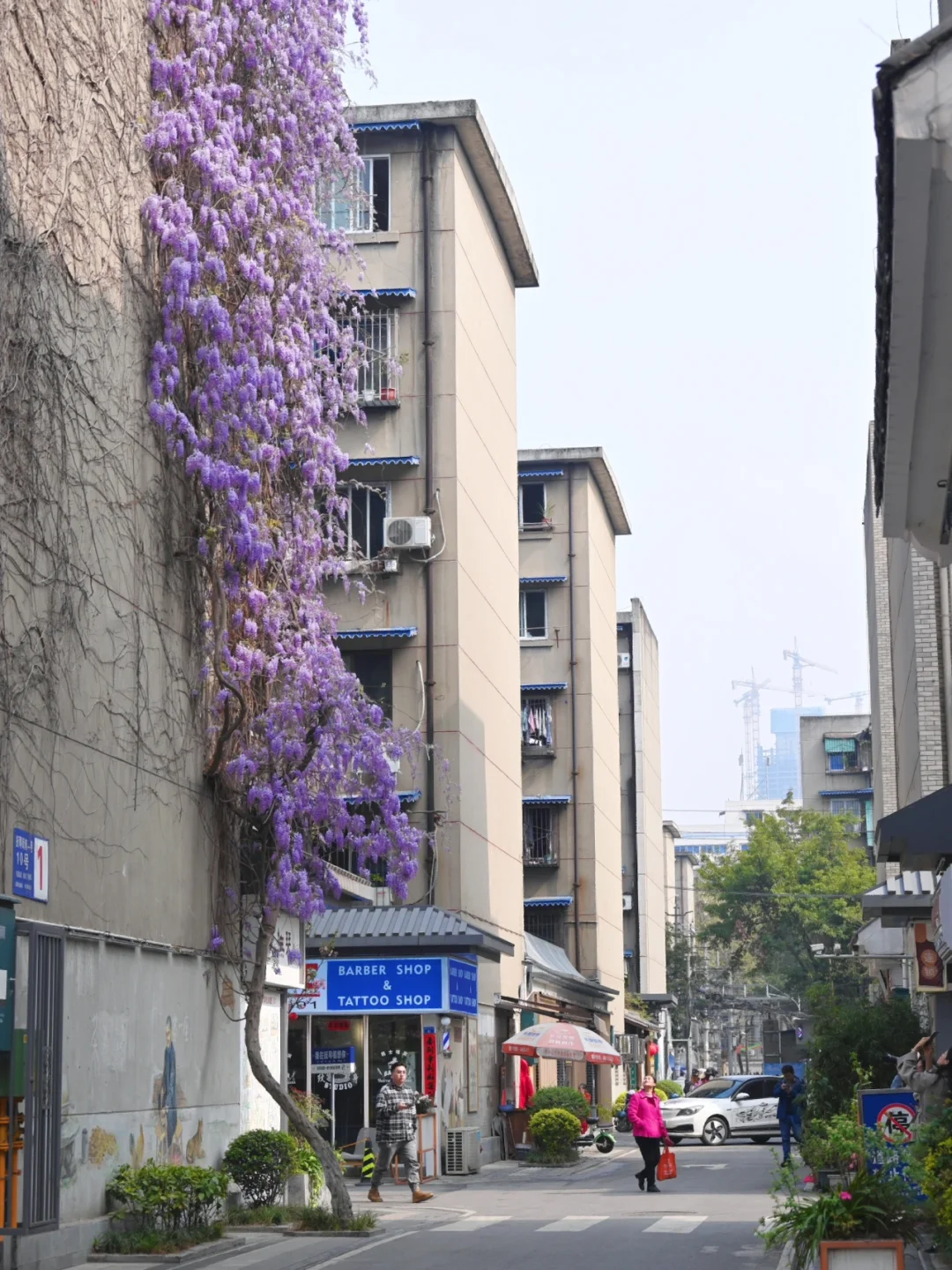 春光乍泄❗️成都17米的紫藤萝瀑布美哭😭