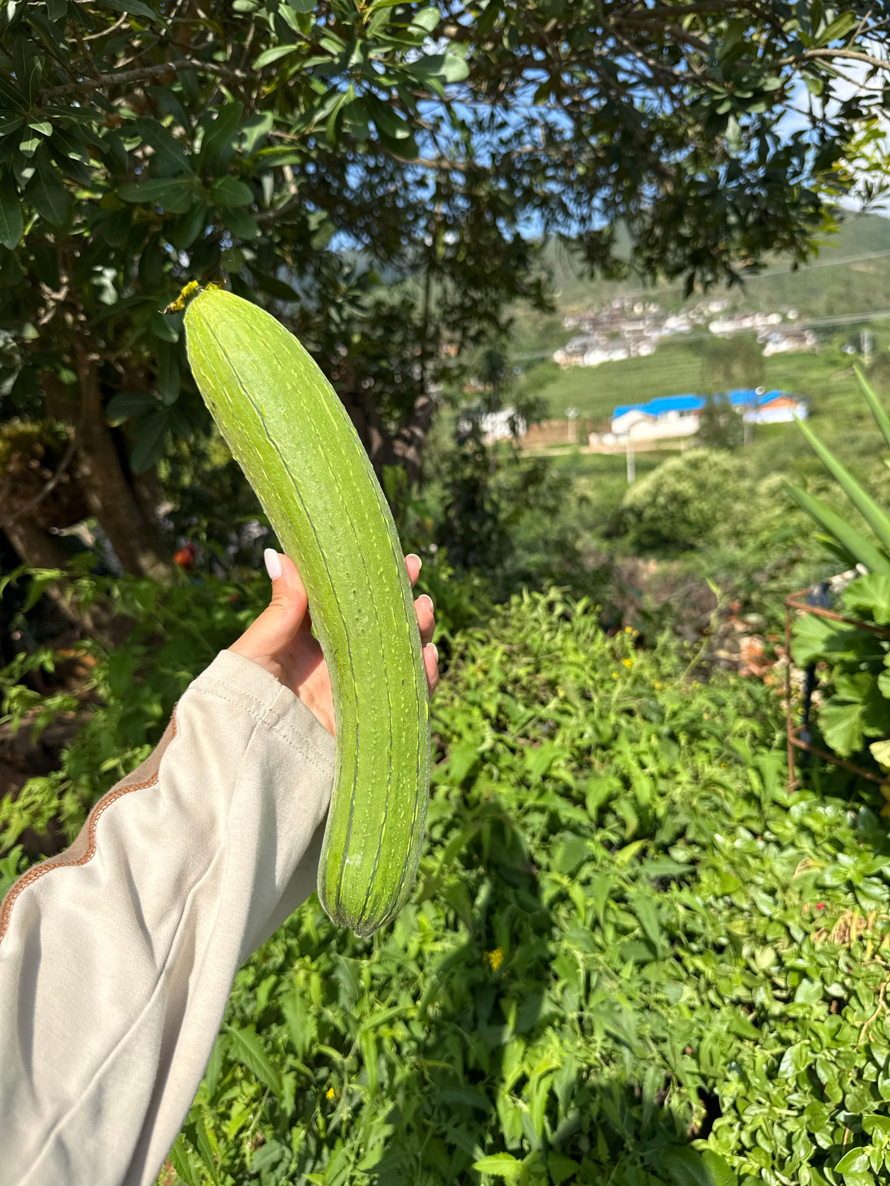 老家永远生气勃勃 楚雄·牟定