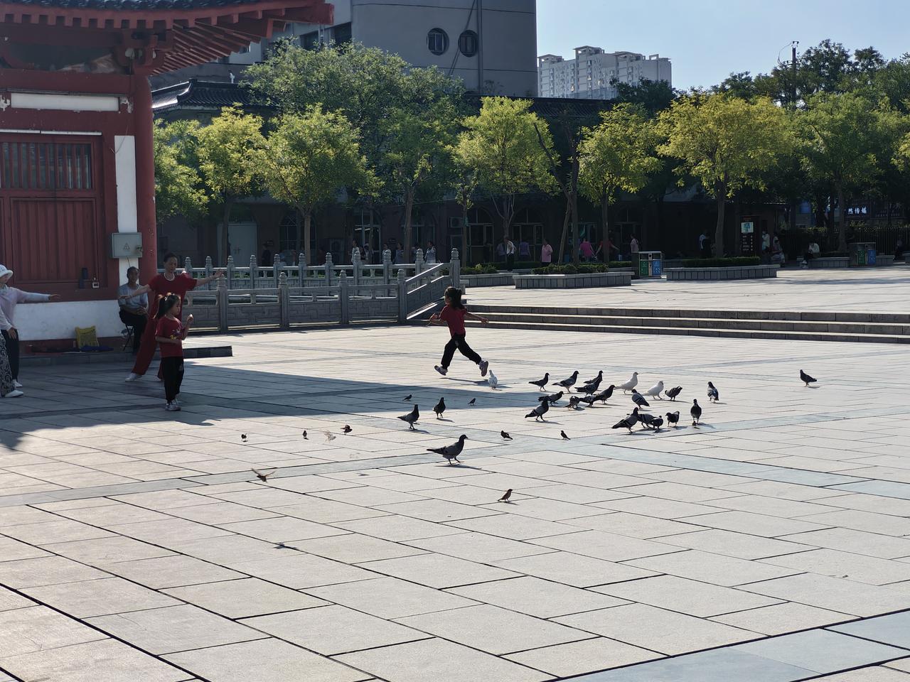 清晨，在运城盐湖西花园内，一群衣着各色的鸽子，都聚集在广场上觅食，画面中出现两个
