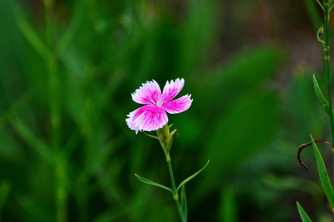 美丽的野花