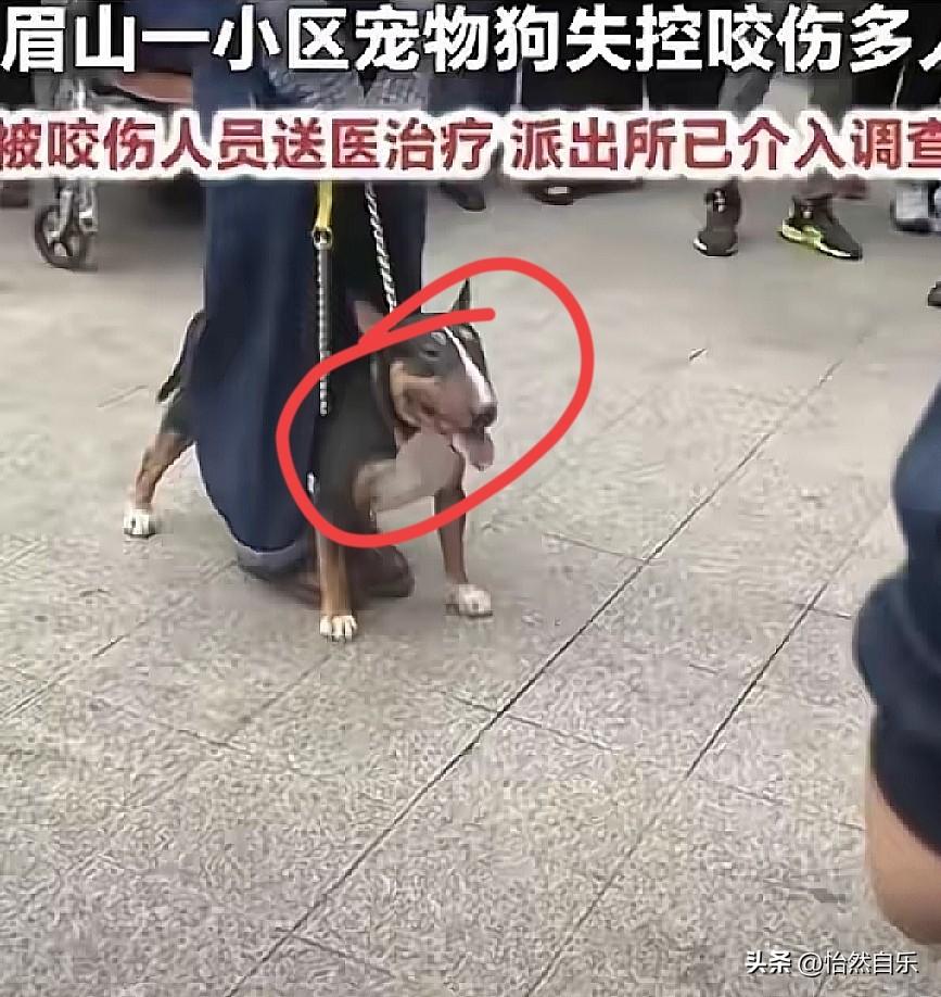 我终于搞清楚了，那些人为什么喜欢养狗，都说养狗会带来情绪价值。

眉山养狗事儿闹
