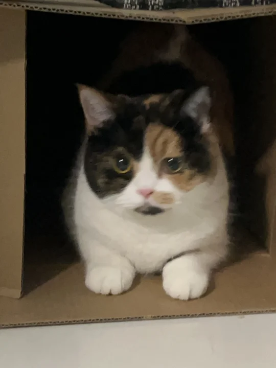 你好这里是可以停车吗🅿️||三花咪咪咪咪咪