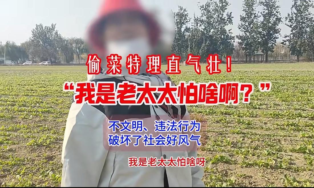 老太偷菜被菜农抓个正着，她却理直气壮的说：我是老太太我怕什么呀。虽然这菜种的不怎