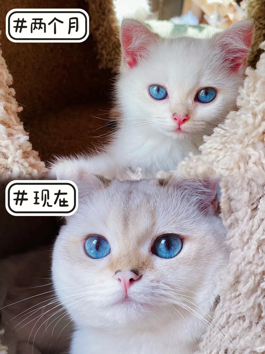 是腮帮子炸开了的猪咪啦