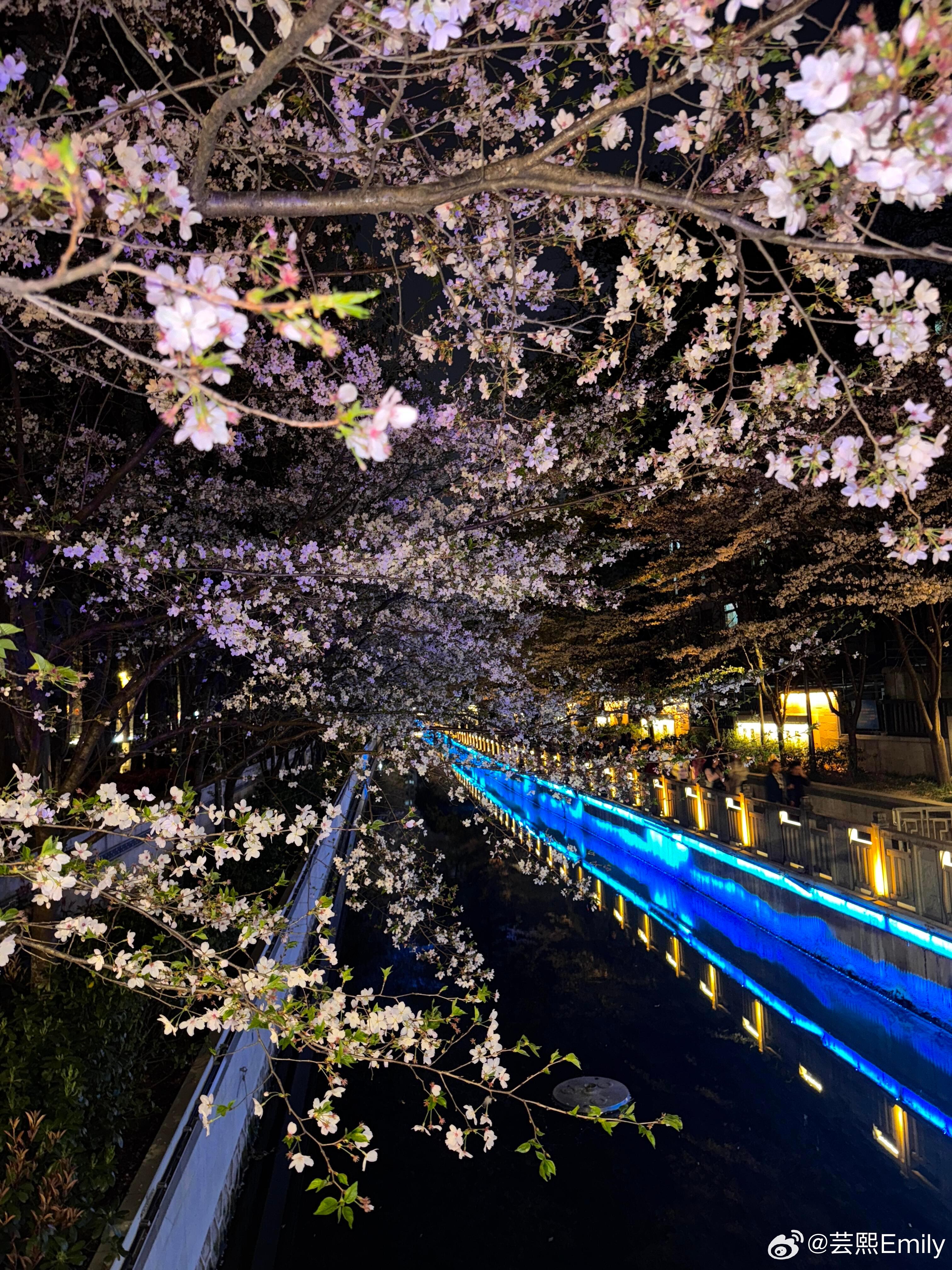 南京珍珠河夜樱花开了独属于南京的春日浪漫🌸 