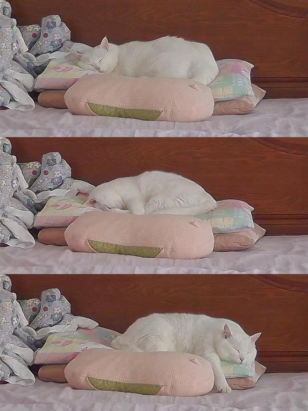人类枕头对小猫🐈的吸引力🧲百昏百！