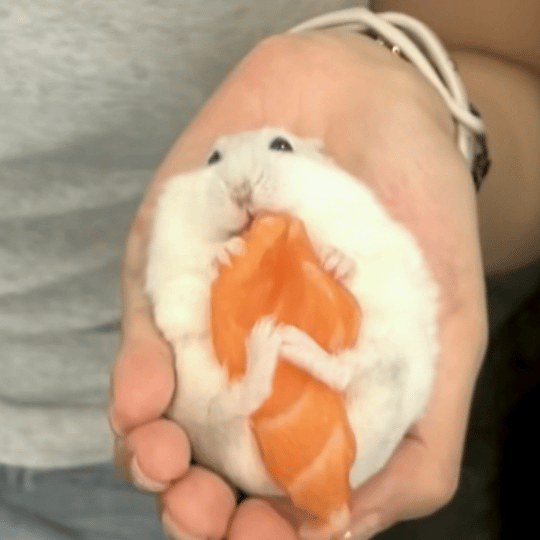 皓吱吃三文鱼 