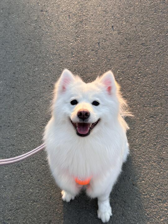 泥嚎！泥耶嚎！