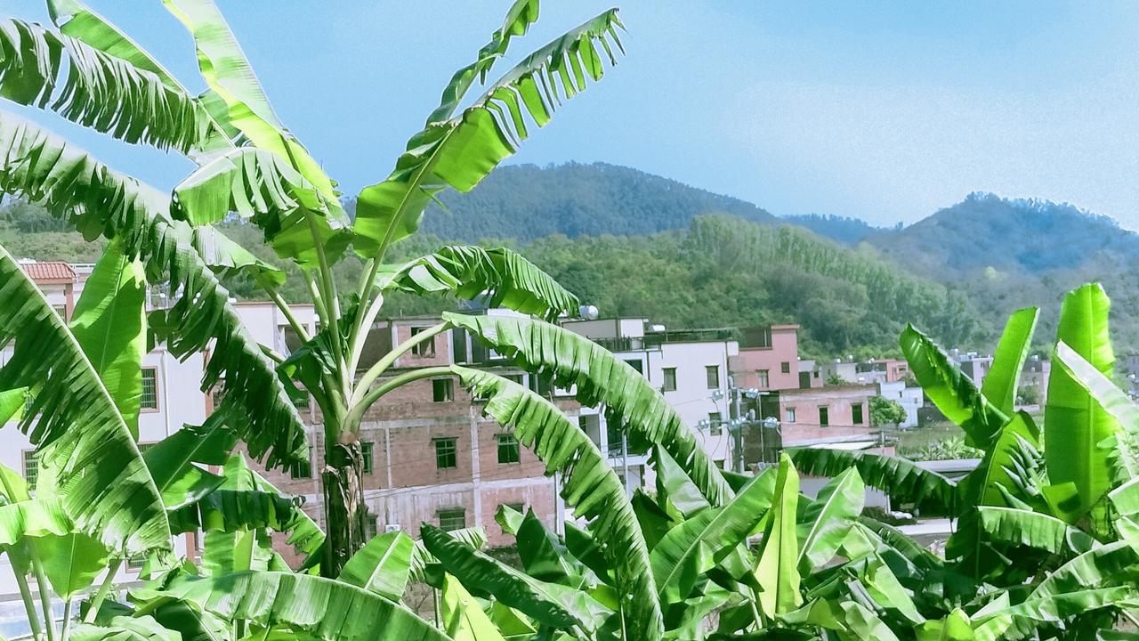 芭蕉叶卷着山风，把故乡的轮廓揉进眼底。
那些被风啃过的叶边，藏着一整个夏天的故事