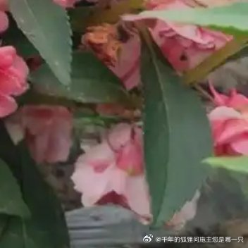 凤仙花的种植方法一、土壤：凤仙花适宜在土层深厚、疏松肥沃、排水良好的砂质壤土中生