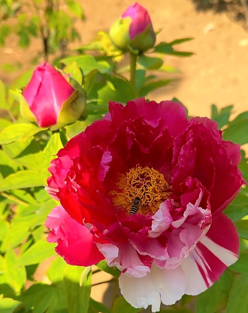 有没有漂亮的花朵图片：“落尽残红始吐芳，佳名唤作百花王。