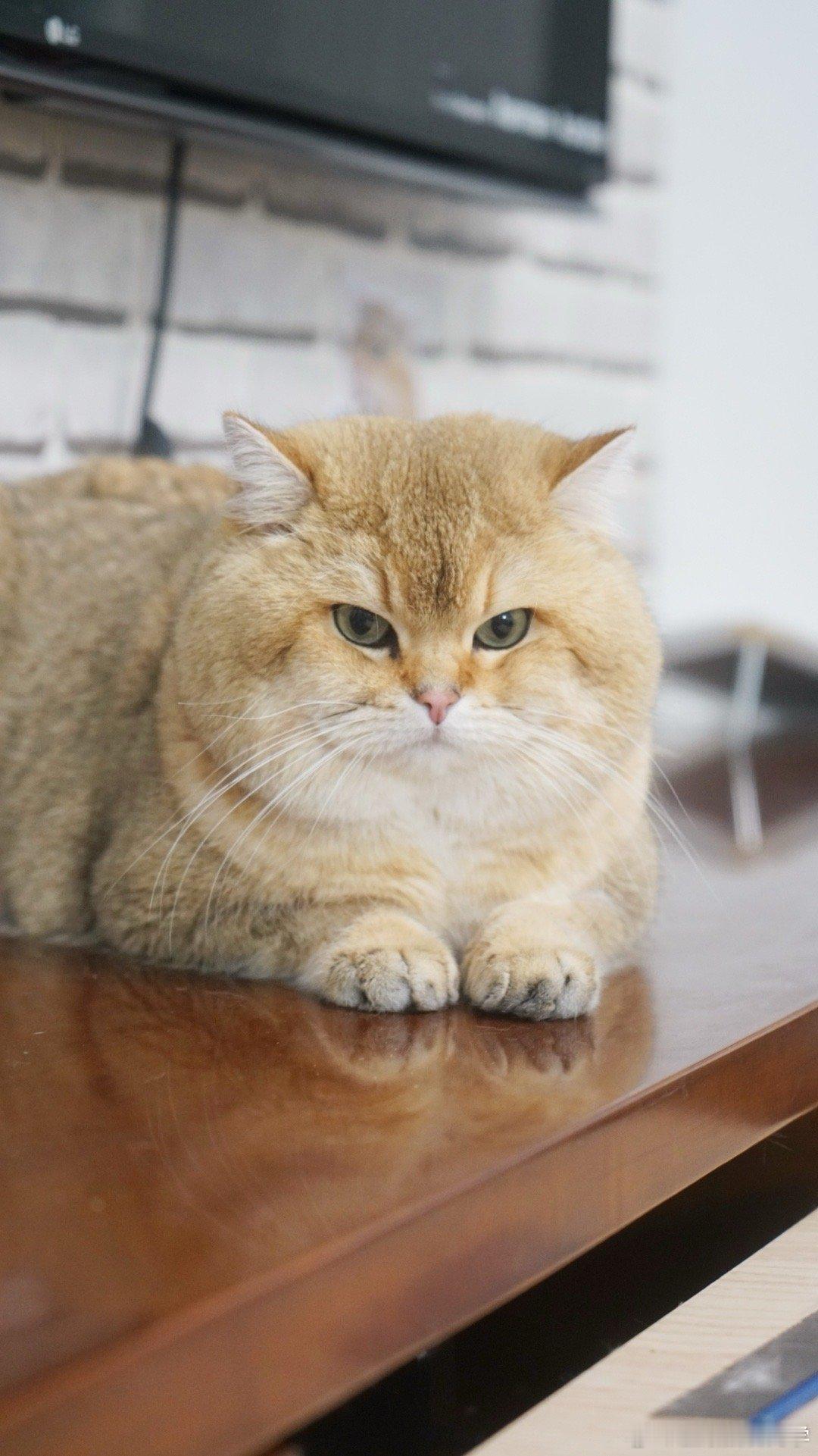 有挑战三下巴猫的吗？#猫咪##我家有宠初成长##转发接龙开新年# ​​​