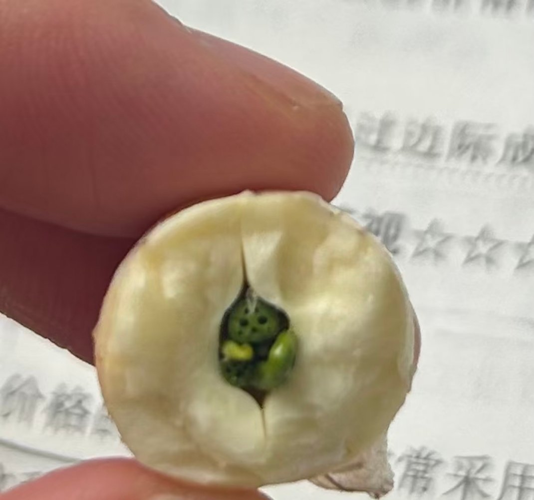 直观感受哪吒确实是藕做的莲子心的横截面是个小人 