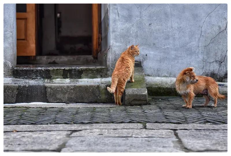 又是流浪狗造的孽！
昨天听我俩孩子说，隔壁邻居家，还在上幼儿园的小男孩，周六下午
