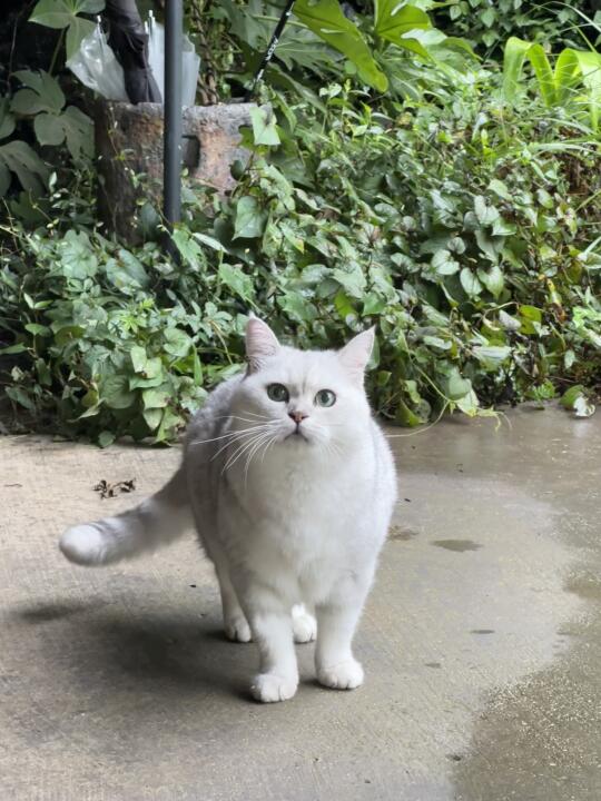 被猫攻击