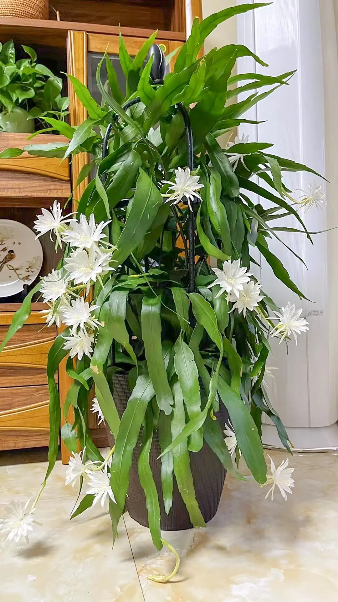 3年养出超爆盆昙花，分享养护全教程。坐标广西，花友 在4年前购入了昙花...