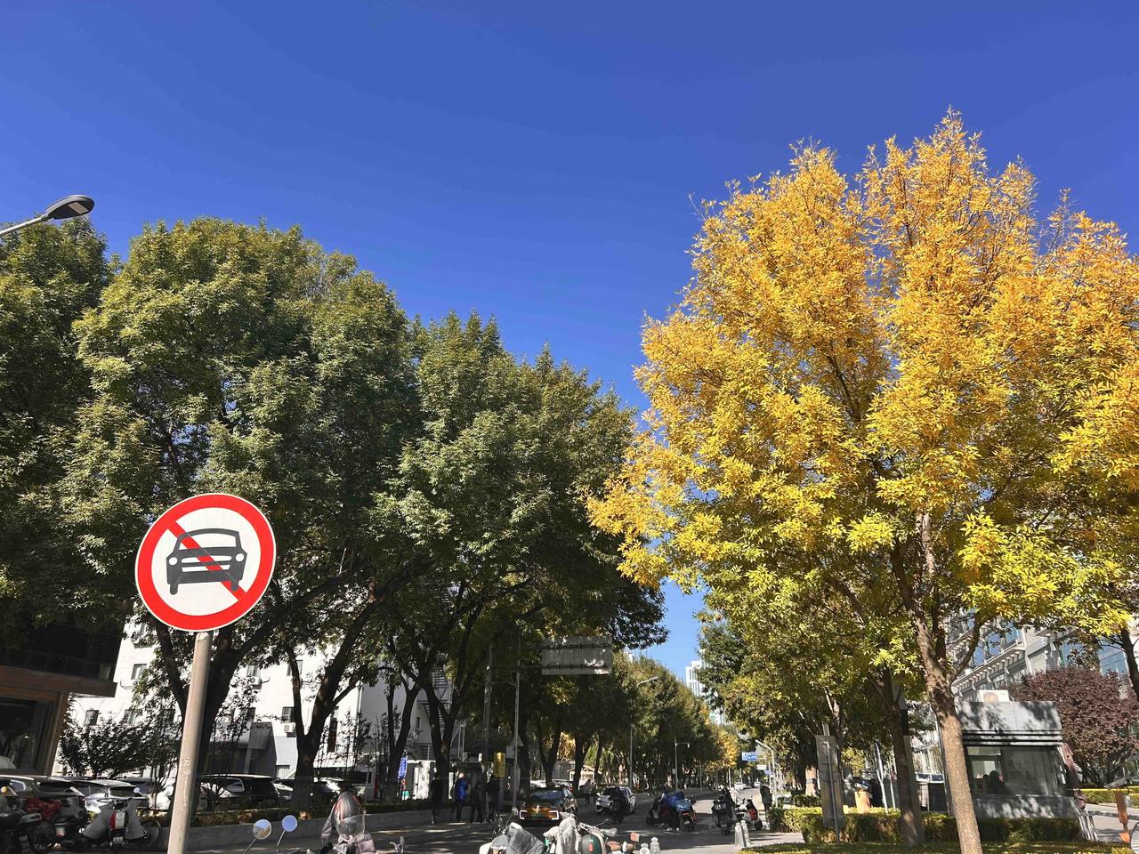 两棵树，平行的，一棵已入秋，一棵还坚挺在夏天，你知道为什么吗？