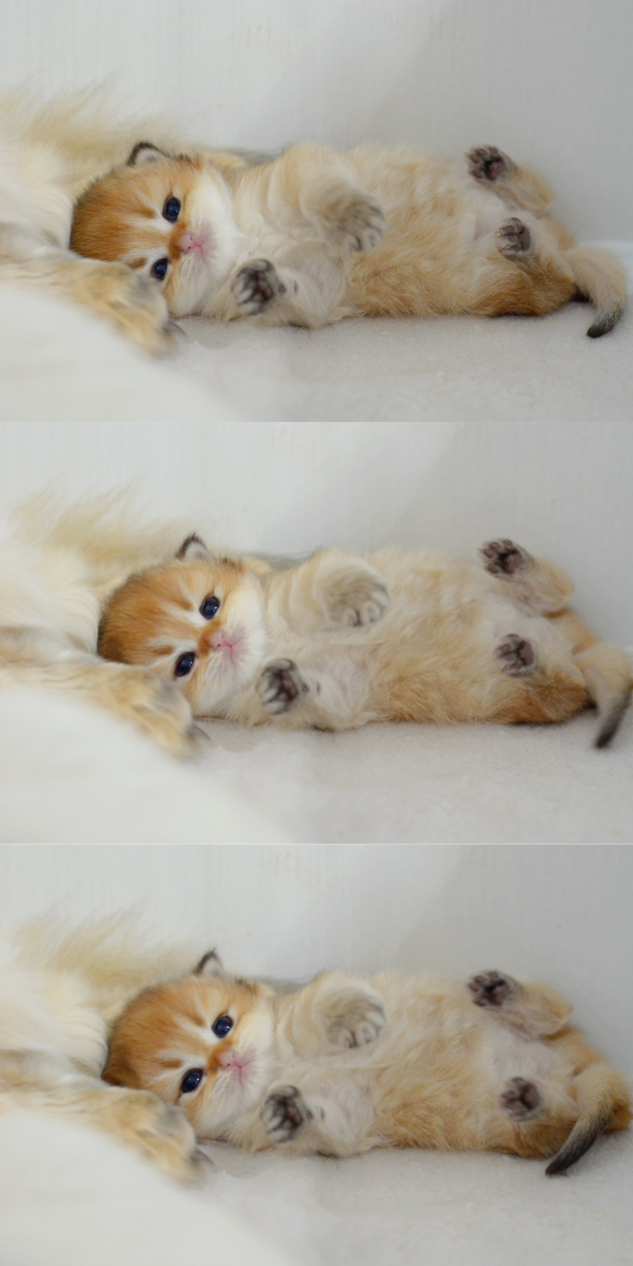 大家好，我叫吉祥，万事如意的吉祥#金渐层##英国长毛猫# ​​​