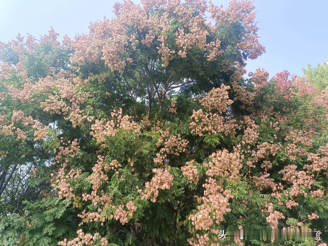 #秋日生活打卡季#
秋天丰收的季节