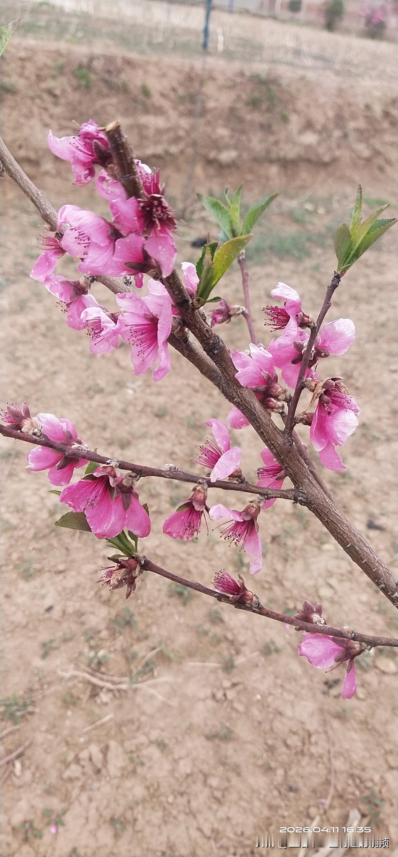 每次回家，总是忍不住的想拍各种的花花草草，简直太美了！总思念一个人 出游在外的心