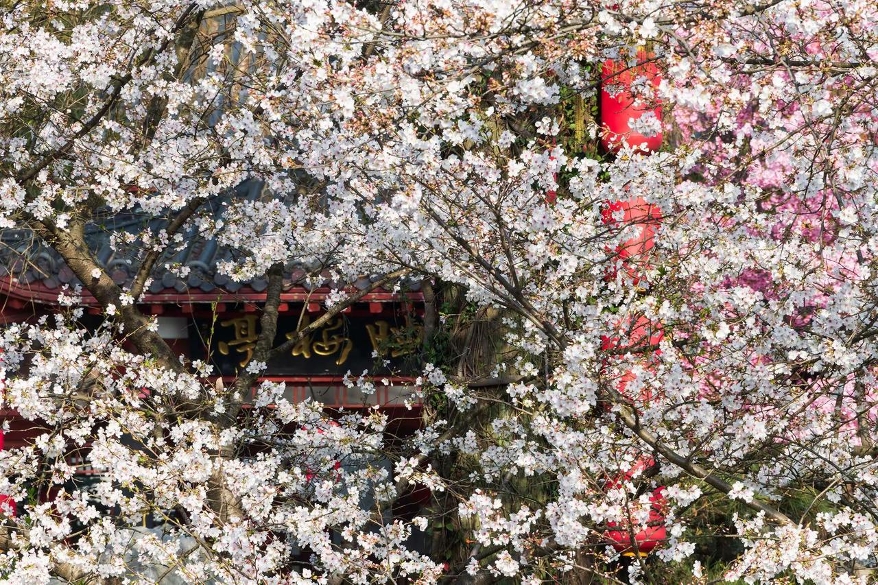 武汉东湖樱花园。武汉东湖樱花园