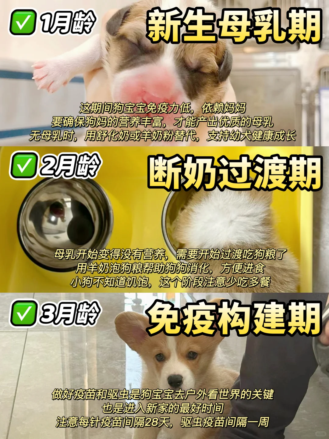 0-12🈷️狗狗喂养攻略！看完这篇你秒GET✅