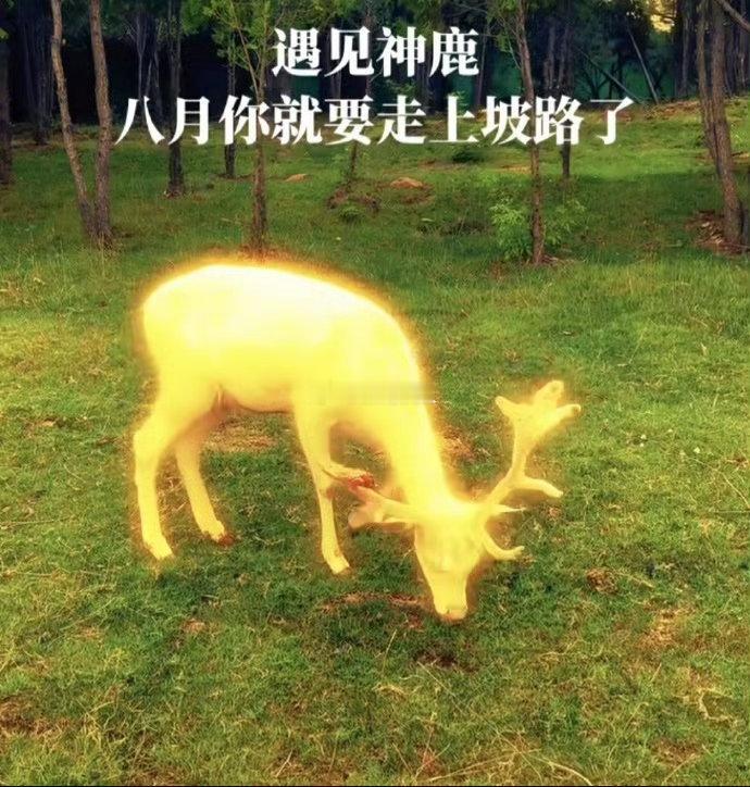 见鹿转发，你会有意想不到的好运 🦌 私信，可以许愿