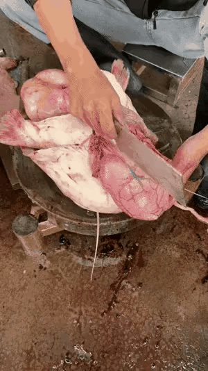 这买鱼的可太划算啦，买一条还额外送四条，真是捡着大便宜了！