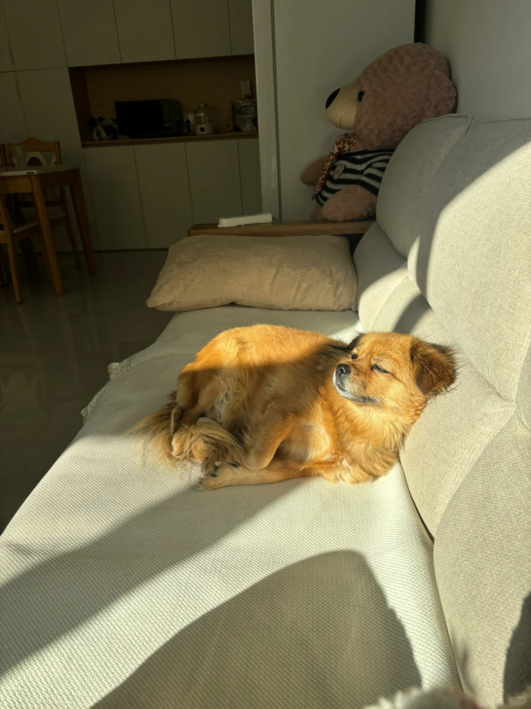 喜欢晒太阳的小抖