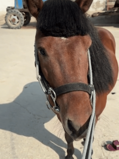 吴莫愁撞脸刘海马 我不行了！吴莫愁这个封面，完全就是“齐刘海马”本马吧！这创意和