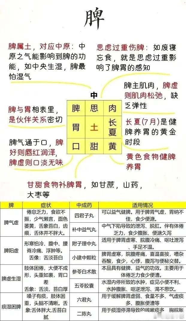 脾脏全科图表：脾，位于腹腔上部，膈膜下面，在左季胁的深部，附于胃的背侧左上方。脾