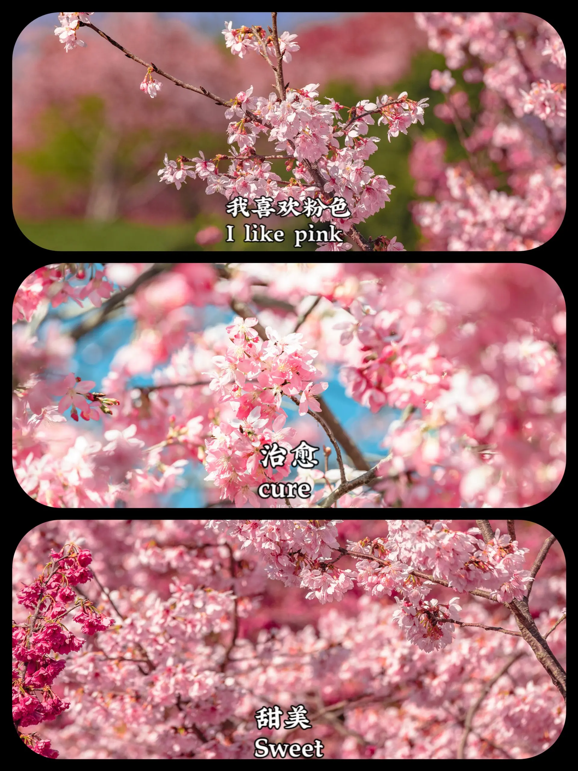 寻找生活里的颜色！你最喜欢哪个颜色。我喜欢秋天，秋天让人温暖，金黄的颜...