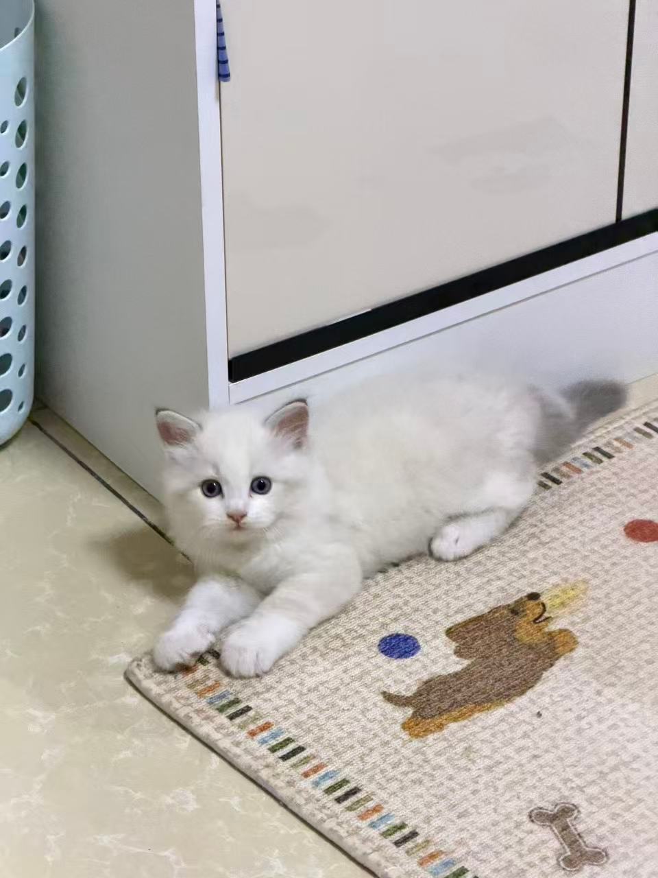 黄岩  文静端庄优雅可爱小猫一枚～