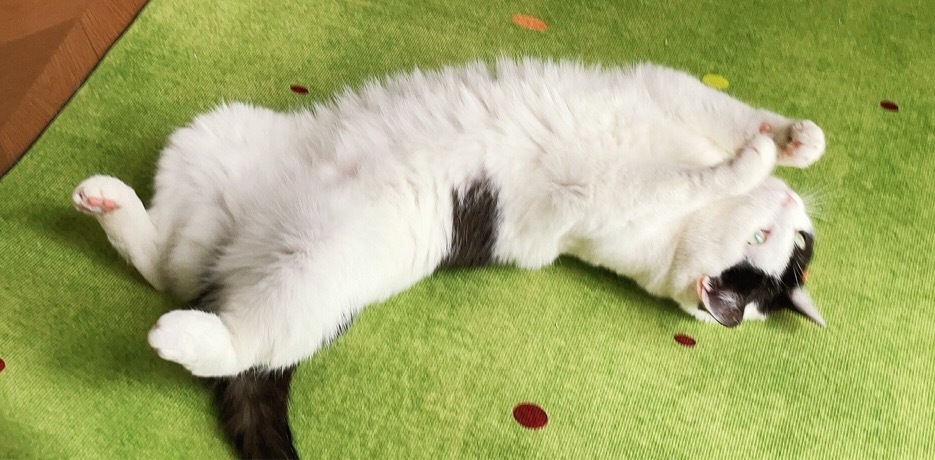 “有一只奶牛猫猫虫在我的草坪上”daily奶牛猫奶粉投稿