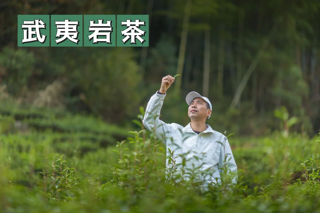 福建武夷山，正谷溪香岩茶寻“香”之旅