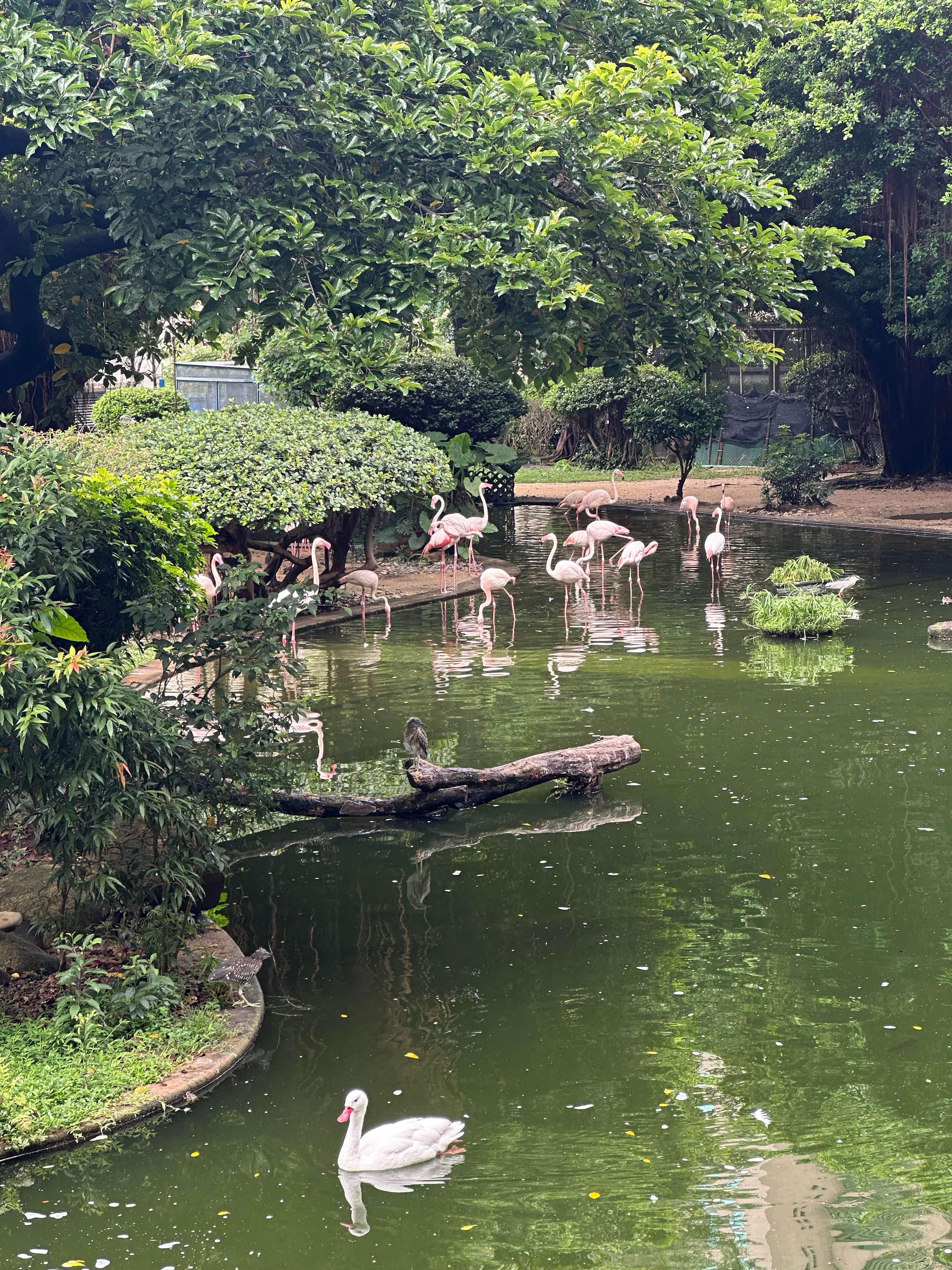 粉色火烈鸟🦩 香港·九龙公园