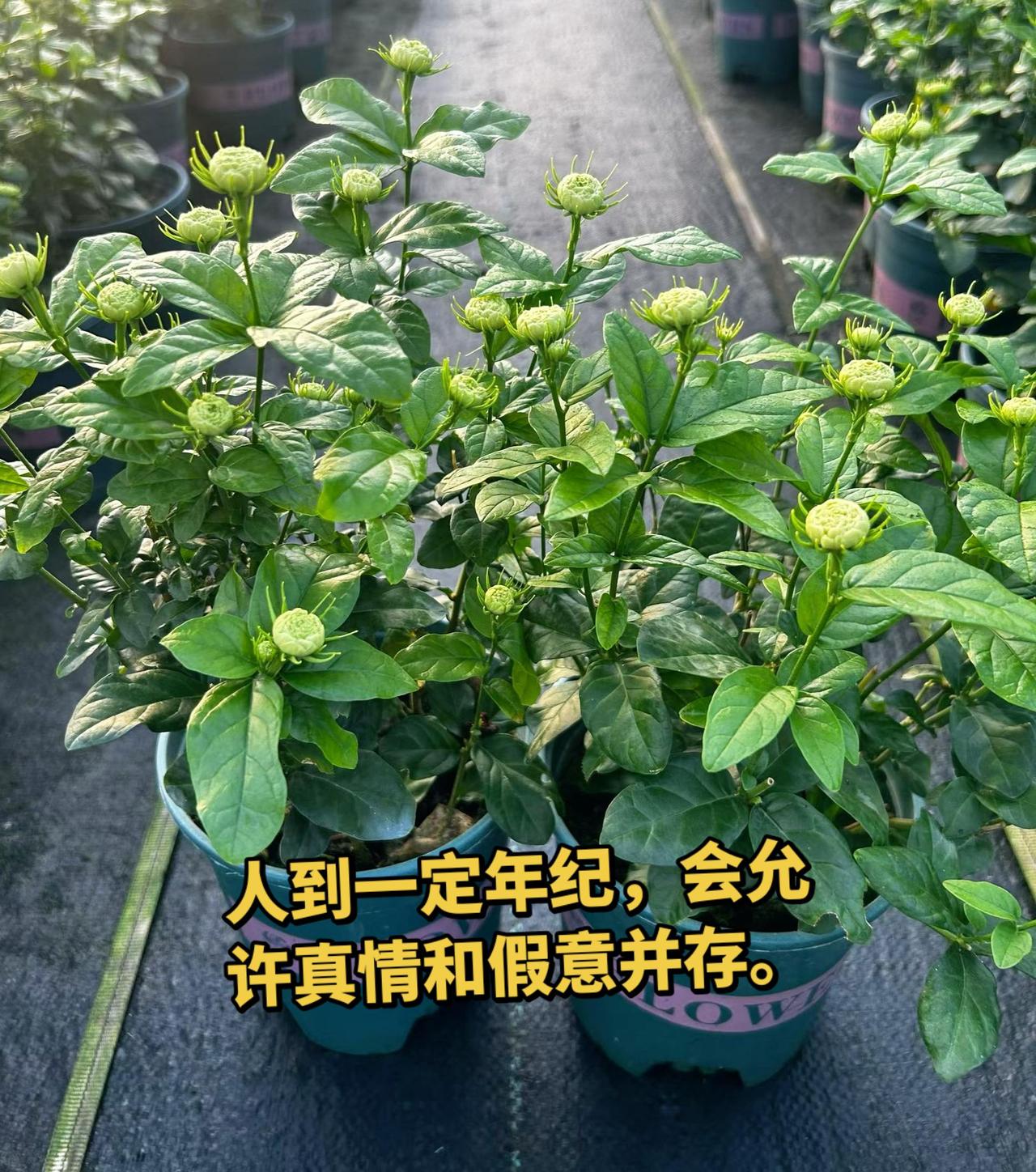 种花拍花也是一种享受 记录养花人的真实日常 种花日常分享 养花人的乐趣只有养花人