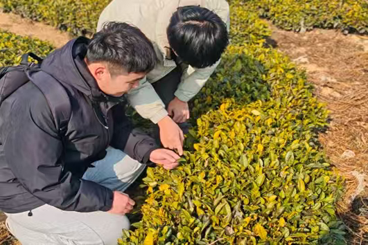 秦岭笑谈【以茶为媒悟振兴 以行践知担使命】青春三下乡社会实践曲阜师范大学大学生寒