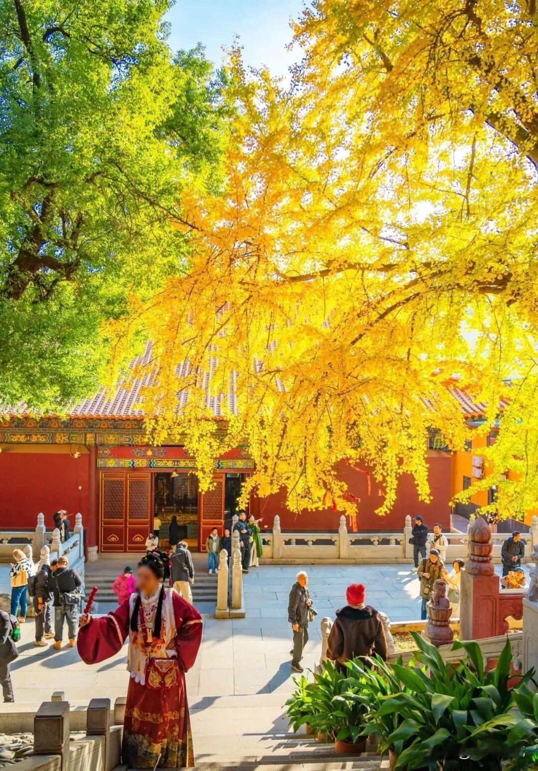 千年古刹宝通禅寺,百年银杏满树鎏金。宝通禅寺的银杏进入最佳观赏期！
  宝通禅寺