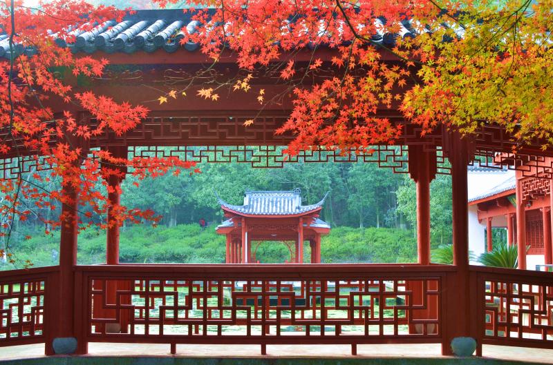 邵武红枫，最佳观赏期10月中旬至11月中旬。‌
地点：福建南平邵武市
#福建# 