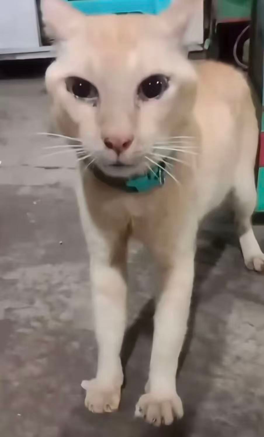 感觉这个猫很可爱呀，非常的keaiaym，yamiyami 