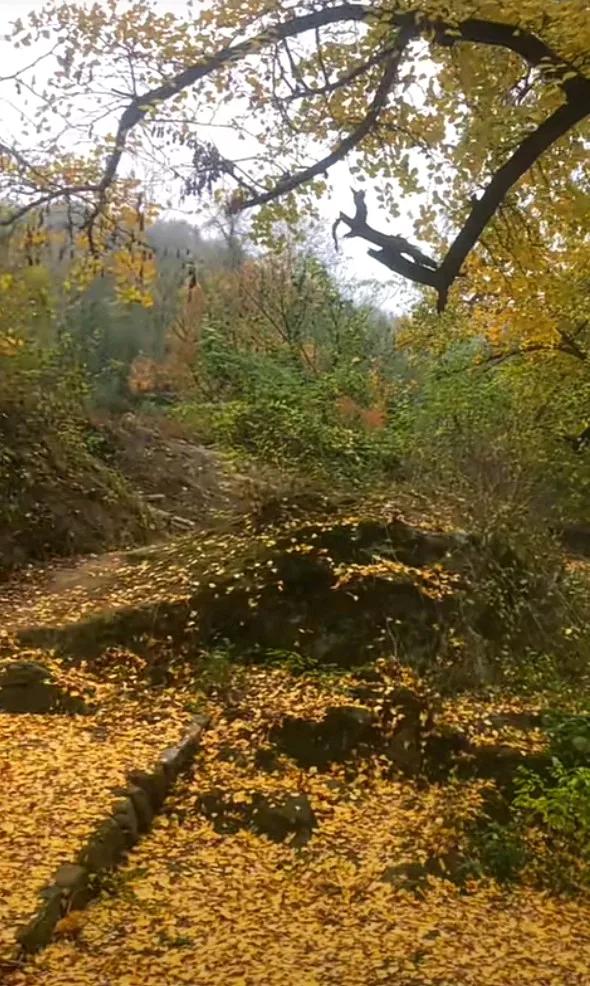 南方冬季的雨伴着落叶，风中虽然鲜见雪花，但湿冷。时光从二零二四年快要滑过，虽然生